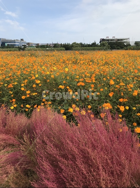 자연,풍경,꽃밭,들,공원,grassland,nature,식물,식물,자연,plants,nature,꽃,flower