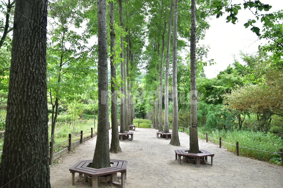 나무,숲,자연,풍경,산,자연,풍경,nature,landscape,bench,벤치,outdoors,옥외,tree,plant,식물,vegetation,초목,forest,grove,작은 숲,land,땅,woodland,삼림지