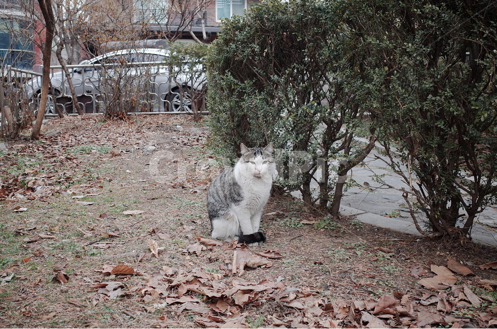 고양이,길냥이,길고양이,cat,streetcat,동물,animal,포유류,mammal,고양이,cat,kitten,kitty
