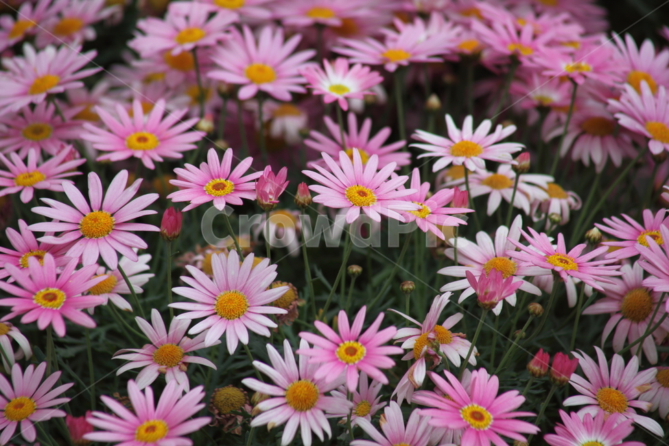 마가렛트,마거리트,국화과,봄,chrysanthemumfrutescens