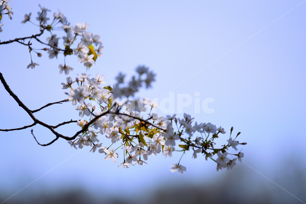 봄,꽃,날씨,푸른,벚꽃,화창,하늘,하얀,흰색,봄,계절,spring,season,식물,자연,plants,nature,꽃,flower,plant