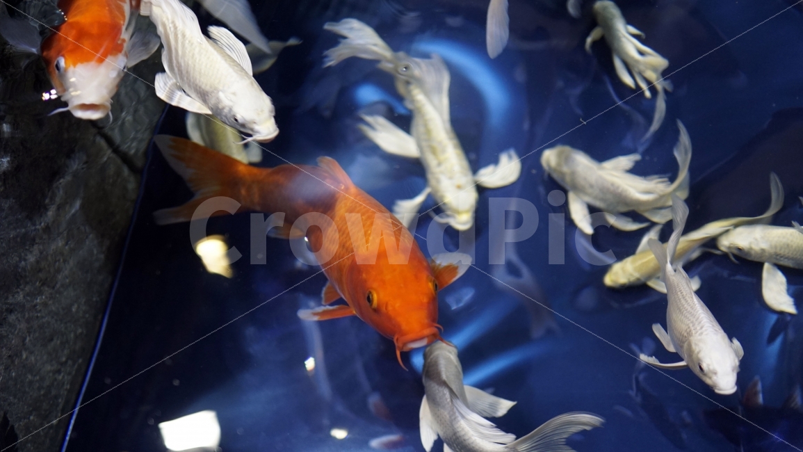 물고기,잉어,열대어,붕어,생선,어류,수족관,낙시,fish,어항,금붕어,수산,해양,바다,생물,동물,물속,바다속,바닷속,animal,수중,생명,자연,nature,물결,동물,animal,어류,물고기,fish