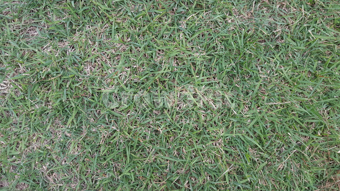 잔디,자연,숲,초원,녹색,목초지,식물,자연,plants,nature