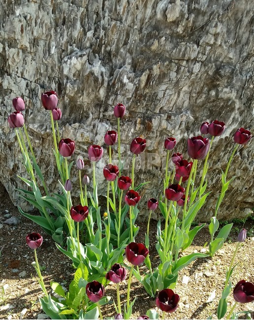 tulip,백합과,구근초,여러해살이화초,꽃,튤립,봄,식물,자연,springseasonflower