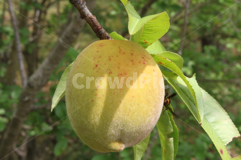 복숭아,산복숭아,peach,과일,농작물,식물,자연,plants,nature,과일,열매,fruit
