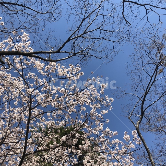 벚꽃,봄,벚꽃과하늘,하늘,봄느낌,꽃,식물,plant,flower,blossom,파란하늘