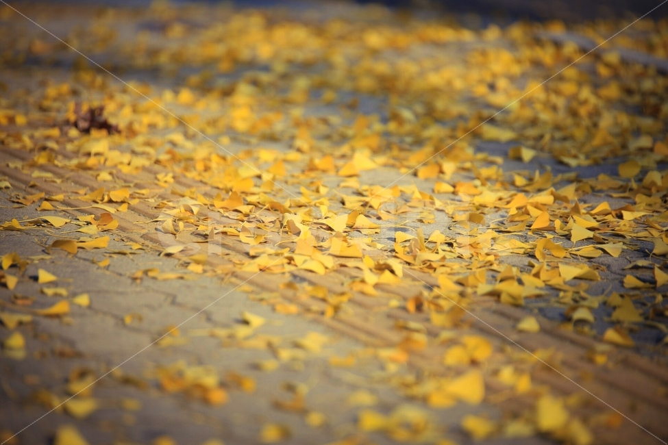 감성,가을,낙엽,은행잎,노랑,노란잎,단풍,가을감성,가을,계절,fall,autumn,season,gravel,자갈,road,도로,dirt road,흙길