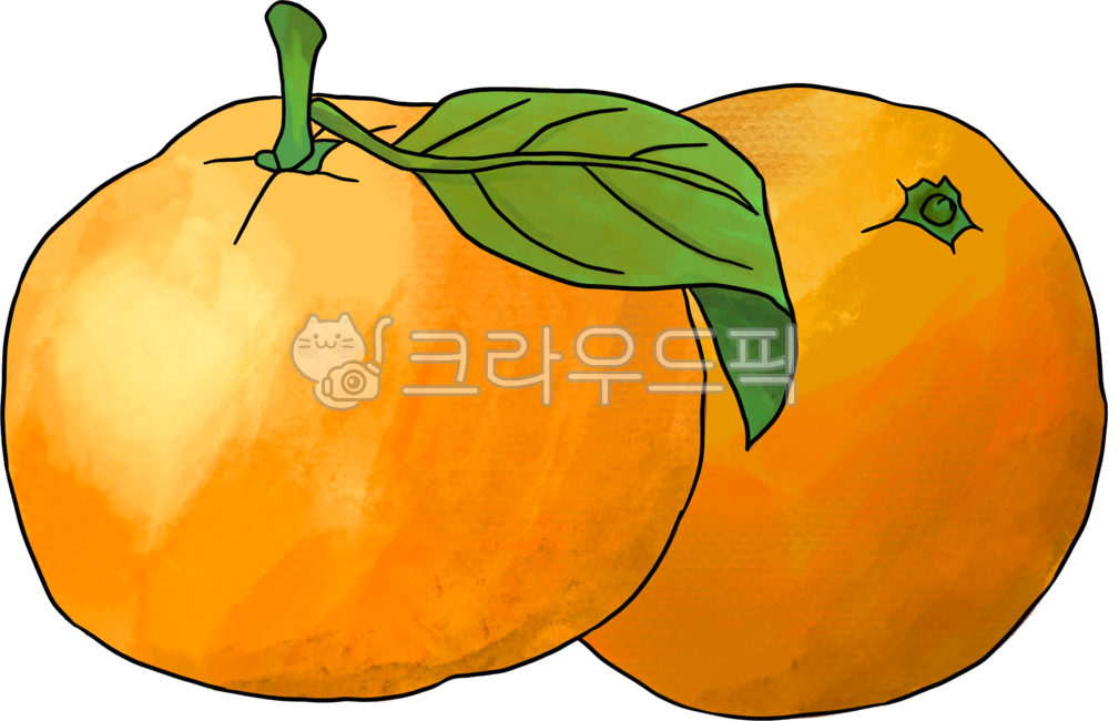 귤,감귤,제주감귤,오렌지,금귤