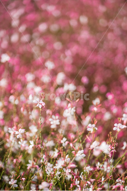 자연,풍경,꽃,꽃밭,식물,flower,식물,자연,plants,nature,꽃,flower