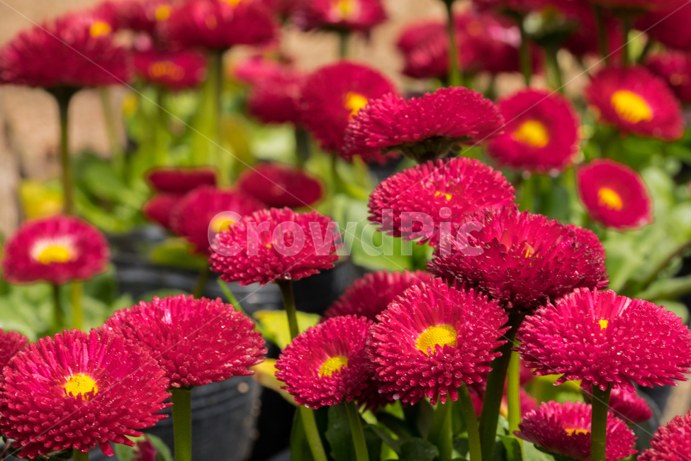 데이지,봄,꽃,봄꽃,식물,확대,클로즈업,접사,야외,실외,배경,식물,자연,plants,nature,꽃,flower