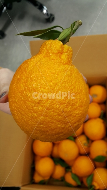 한라봉,오렌지,귤,과일,과일사진,접사,제주도,음식,식재료,요리,food,cook,meal,dishes,food reserves,과일,열매,fruit