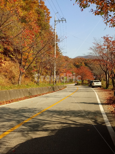 도로,길,등산로,산책로,road,가을,단풍,낙엽,계절,아스팔트,전주,전선,나무,가을,계절,fall,autumn,season,asphalt