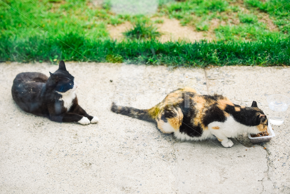 고양이,캣,냥냥이,길고양이,삼색이,치즈냥,냥,cat,동물,동물,animal,포유류,mammal,고양이,cat,kitten,kitty