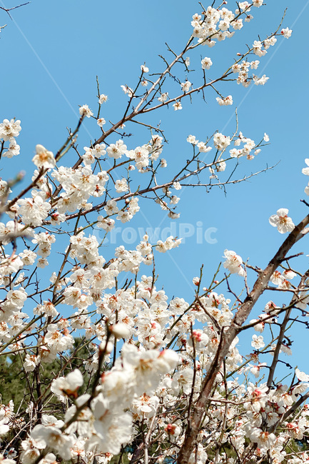 꽃,매화꽃,식물,flower,plant,봄,계절,spring,season