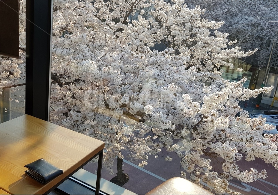 봄,벚꽃,spring,분위기,까페,카페