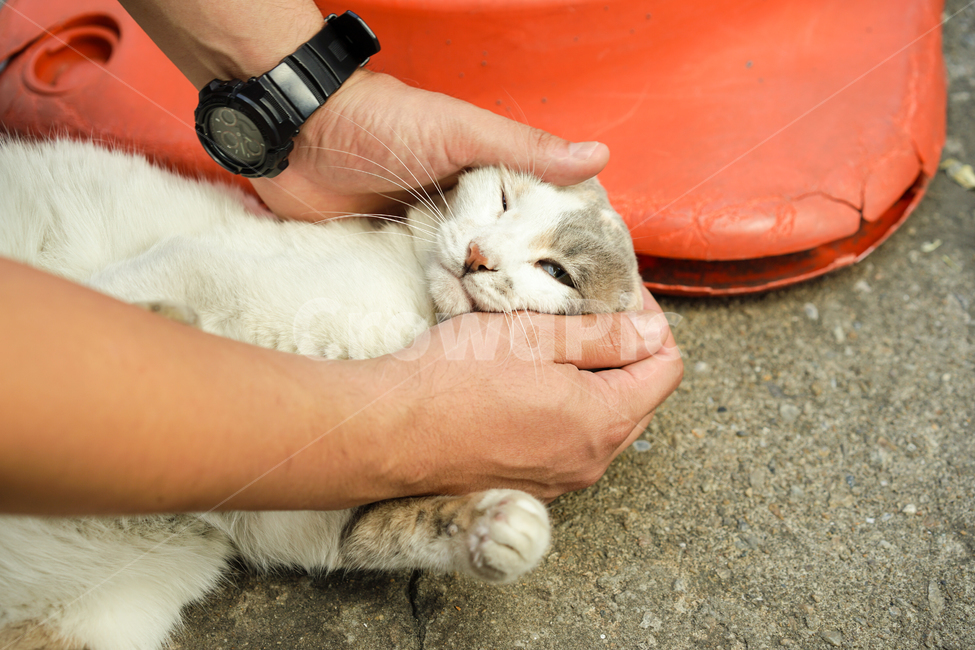 고양이,길고양이,cat,냐옹,길냥이,손길,동물,animal,포유류,mammal,고양이,cat,kitten,kitty,사람,인물,인간,human,person,신체일부,몸,body
