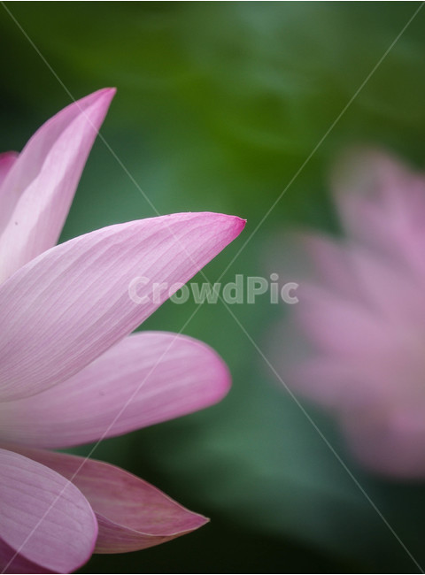 연꽃,연잎,관곡지,핑크,꽃,식물,자연,plants,nature,꽃,flower
