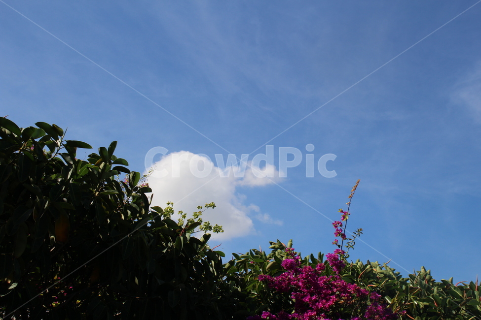 자연,nature,나무,나뭇잎,꽃,tree,flower,하늘,sky,구름,cloud