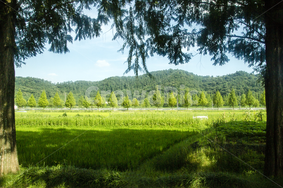 자연,풍경,국내사진,담양,국내,여행,travel,nature,landscape,나무,산,forest,mountain,밭,tree,풍경사진,자연풍경,나무사진,여행사진,자연,풍경,nature,landscape,휴식,힐링,rest,relaxation,healing,outdoors,옥외,field,들,grassland,목초지