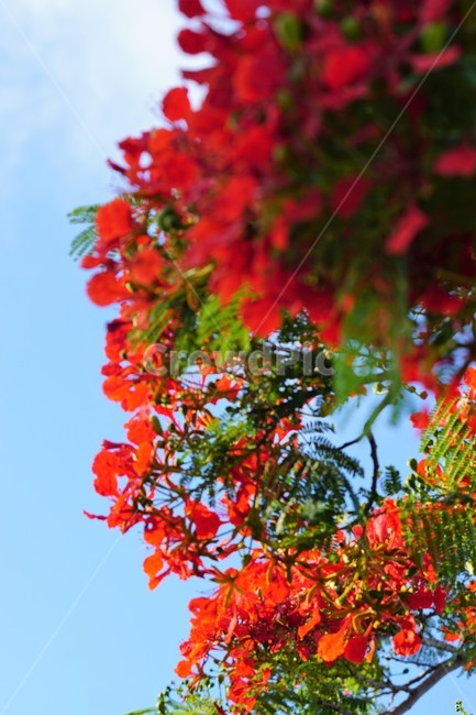 꽃,나무,자연,식물,하늘,파란하늘,flower,sky,nature,크리스마스트리나무,크리스마스트리꽃,외국꽃,열대나무,붉은꽃,redcolor,green,초록,외국자연풍경,식물,자연,plants,nature,꽃,flower