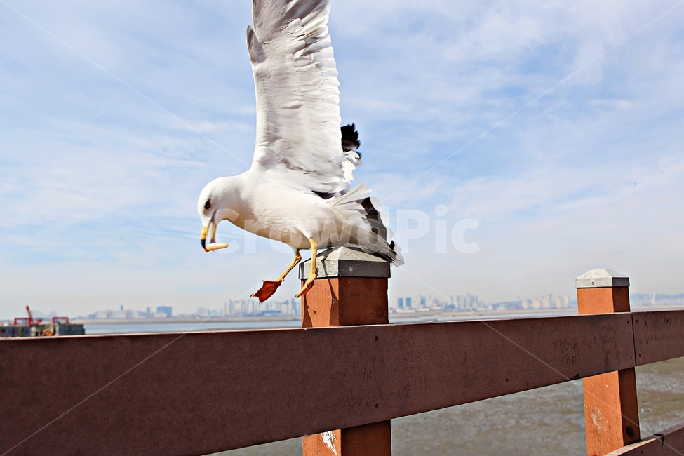 갈매기,새,조류,풍경,배경,자연,하늘,동물,animal,조류,새,birds