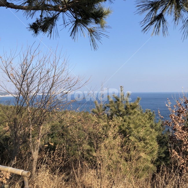 풀,겨울,나무,바다,하늘,초록색,파란색,자연,풍경,nature,landscape,tree,plant,식물