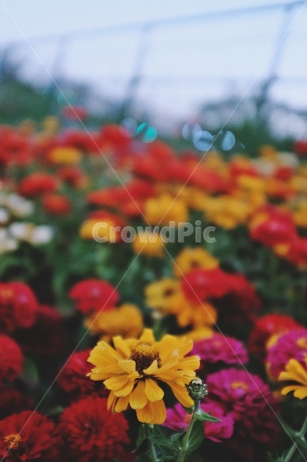 꽃,노란꽃,빨간꽃,꽃밭,flower,yellow,red,식물,자연,plants,nature,꽃,flower,감성,sensible,feeling
