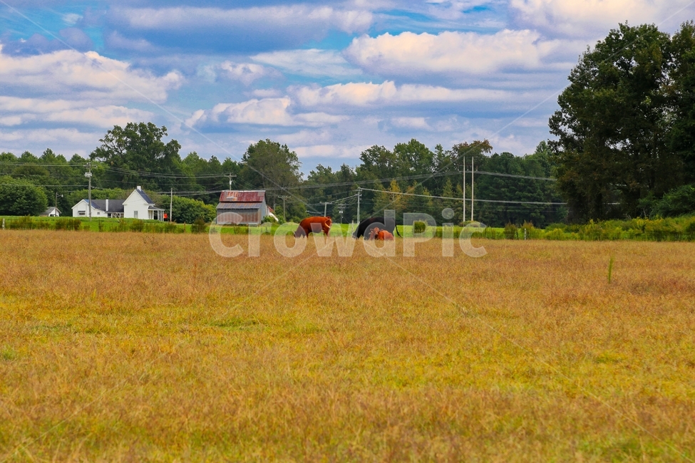 초원,목초지,목장,들판,농장,자연,풍경,nature,landscape,시골,마을,country,rural,town,동물,animal,포유류,mammal,산업,industry,industrial,목축업,목장,livestock farming,ranching,pasture,outdoors,옥외,cattle,가축,cow,소,field,들,grassland,farm,농촌