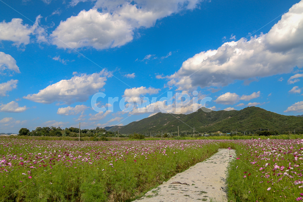 코스모스,풍경,꽃빝,자연,꽃,경기도,코스모스축제,flowergarden,cosmos,flower,자연,풍경,nature,landscape,outdoors,옥외