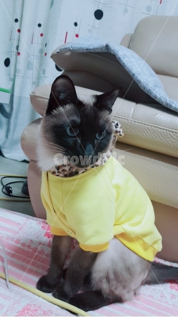 반려동물,동물,고양이,샴,샴고양이,아기고양이,고양이모델,옷입은고양이,냥이,앉은고양이,고양이옆모습,샤프한,집사,우리집고양이,집고양이