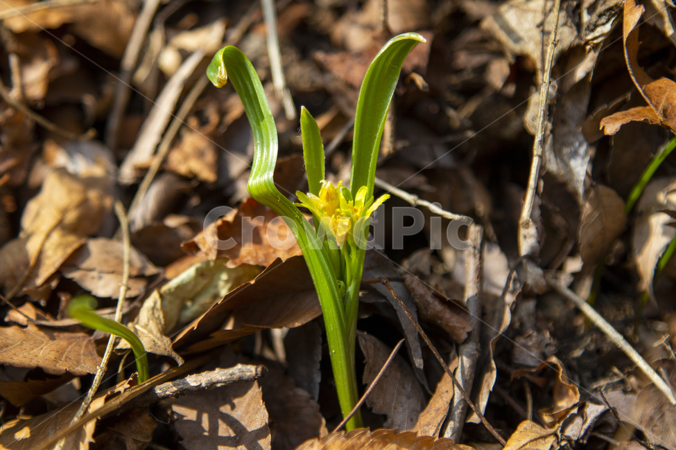 봄,꽃,야생화,중의무릇,새싹,봄,계절,spring,season,식물,자연,plants,nature,꽃,flower,plant