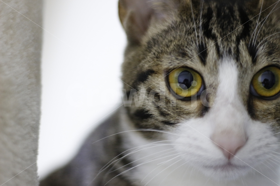 고양이,반려동물,유기묘,길냥이,애완동물,cat,pet,kitten,아기고양이,코숏,코리안숏헤어,동물,animal,캣타워,캣워커,캣폴,동물,animal,고양이,cat,kitten,kitty,포유류,mammal