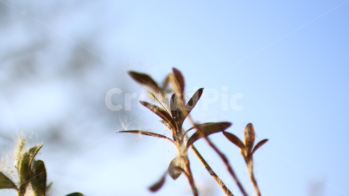 식물,마른풀,겨울풀,잎,마른풀잎,하늘,plant