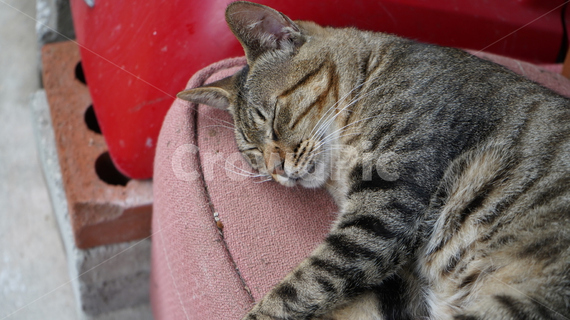 고양이,길고양이,잠,꿈나라,반려,동물,animal,포유류,mammal,고양이,cat,kitten,kitty
