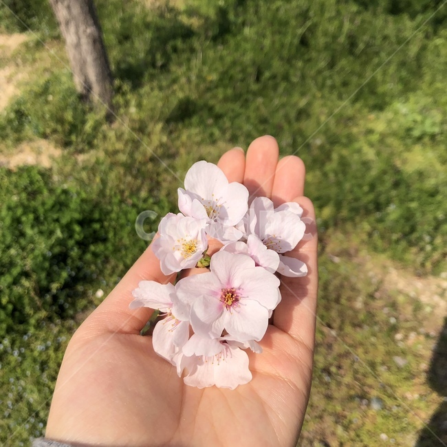 벚꽃,봄,작은손,떨어진벚꽃,감성