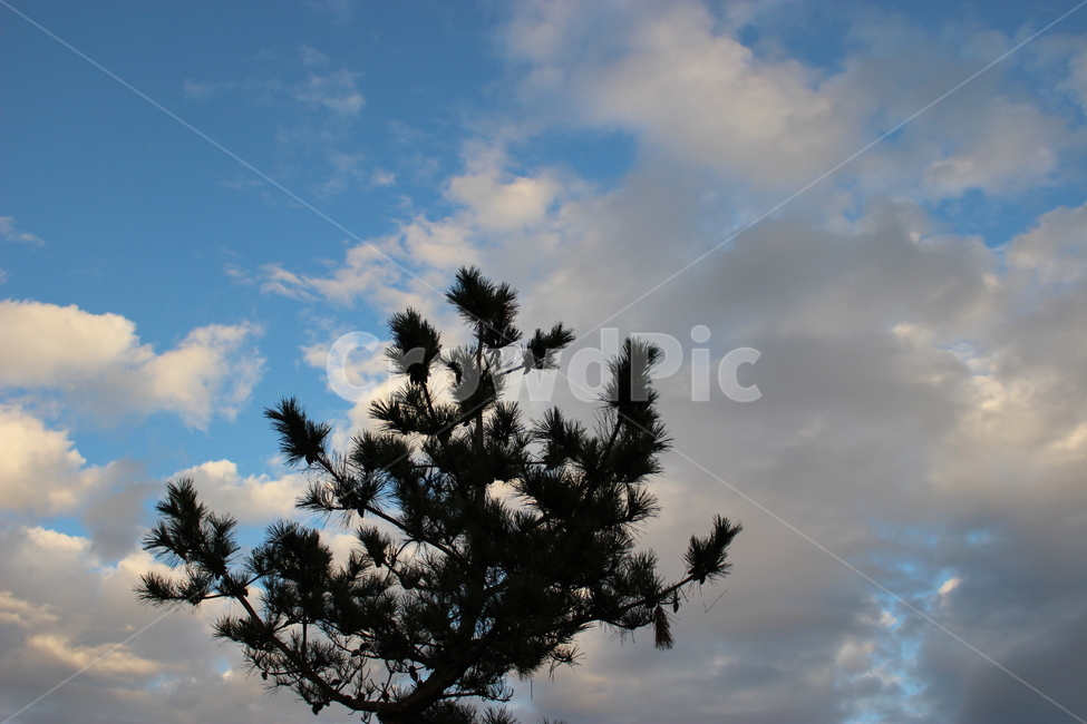 나무,하늘,구름,자연,푸른하늘,sky,cloud