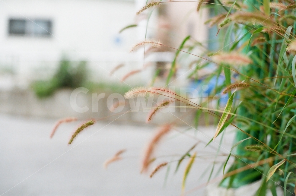 강아지풀,필름사진,가을,필름카메라,감성,가을,계절,fall,autumn,season,식물,자연,plants,nature,감성,sensible,feeling,plant,grass,잔디,lawn,reed,갈대
