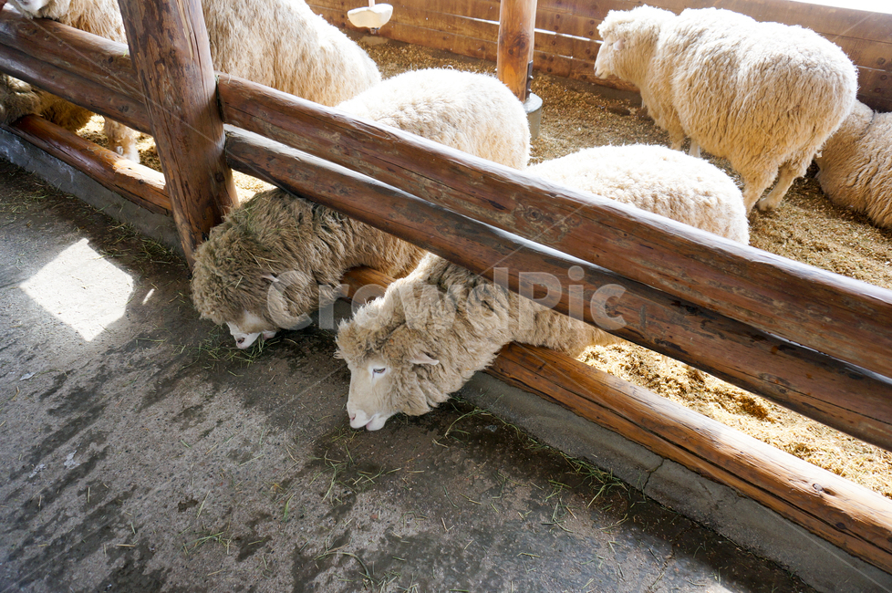 mammal,포유류,sheep,양,animal,동물,대관령,양떼목장,동물,animal,포유류,mammal,목축업,목장,livestock farming,ranching,pasture