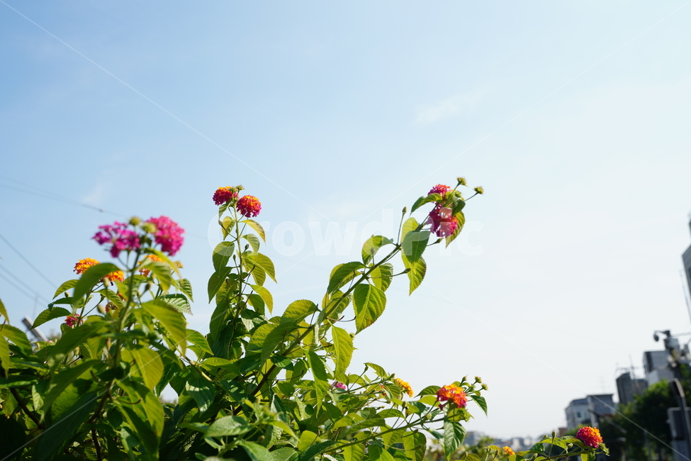 꽃,플라워,flower,감성,하늘,날씨,가을,식물,생물,색감,핑크,분홍,식물,자연,plants,nature,꽃,flower