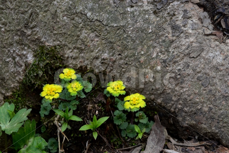금괭이눈,봄,야생화,꽃,청태산,강원도,봄꽃,고산야생화,감성,wildflower,산꽃,봄야생화,계곡,이끼,꽃말,골짜기의황금,변하기쉬운마음,식물,자연,식생,생태,범의귀과,괭이눈속,식물,자연,plants,nature,꽃,flower