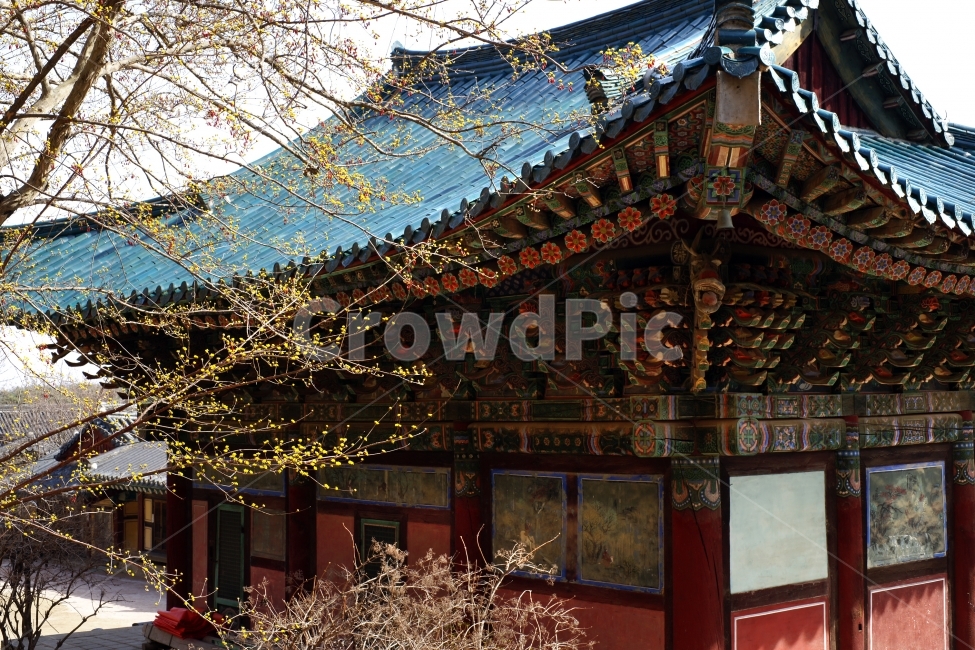 석남사,산수유,매화,석남사봄,산수유나무,한국전통,한국문화,korean traditional,korean culture,종교,신앙,religion,belief,faith,건축물,건물외관,exterior,building,structure,architecture,construction