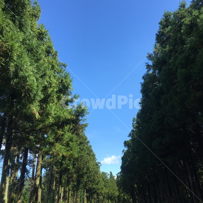 tree,나무,plant,식물,제주도,날씨,맑음,계절,봄,여름,가을,하늘,구름,한국자연관광,한국자연풍경,자연풍경,자연,관광,풍경,한국