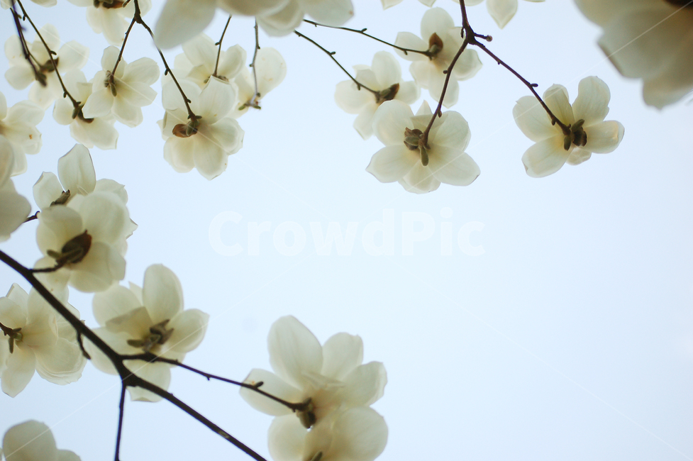 목련,꽃,목련꽃,하늘,나무,flower,plant,blossom,식물,자연,nature,봄,계절,spring,season,식물,자연,plants,nature,꽃,flower
