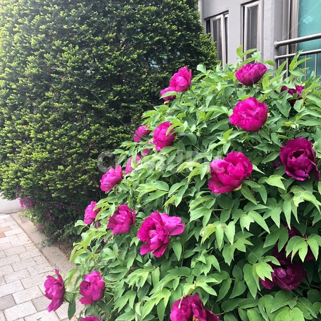 꽃,큰꽃,예쁜꽃,분홍꽃,자연,풍경,식물,자연,plants,nature,꽃,flower