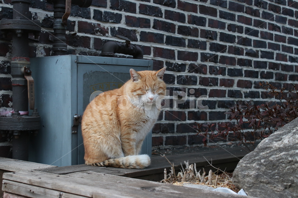 감성,풍경,오후,고양이,동물,cat