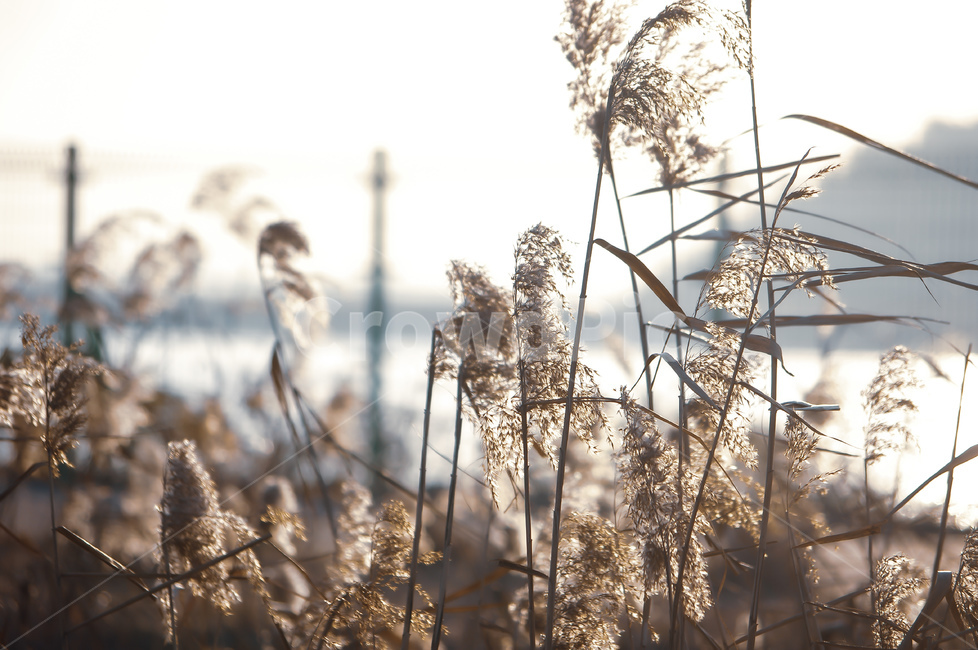 plant,식물,reed,갈대,자연,가을,계절,fall,autumn,season,식물,자연,plants,nature