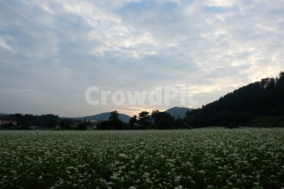 노을,하늘,저녁,제주,꽃,제주도,jeju,자연,풍경,nature,landscape,field,들,outdoors,옥외,grassland,목초지