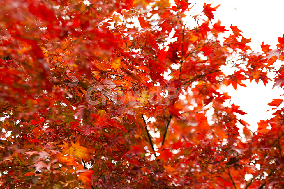 가을,단풍,낙엽,가을단풍,단풍나무,가을,계절,fall,autumn,season,식물,자연,plants,nature,나무,trees,wood,plant,leaf,잎,tree,maple