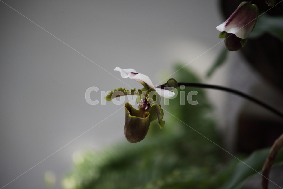 꽃,주머니란,파피오페딜럼,flower,Paphiopedilumhybrids,Ladysslipper,식물,자연,plants,nature,꽃,flower