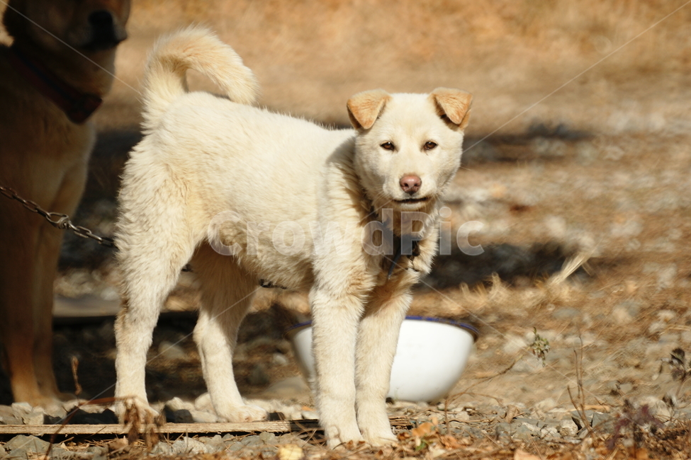 풍산개,강아지,암컷,봄,시골개,밥그릇,흰둥이,동물,animal,포유류,mammal,개,강아지,dog,doggy
